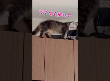 キャリーケース🧳が好きな猫くうちゃん #スクーカム #cat #猫のいる暮らし #ねこすきさんと繋がりたい