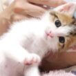 子猫は「お姉ちゃん、行かないで」と呼び止めました【赤ちゃん猫　保護猫】
