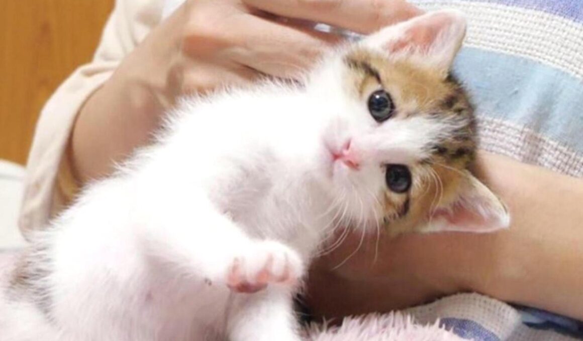 子猫は「お姉ちゃん、行かないで」と呼び止めました【赤ちゃん猫　保護猫】