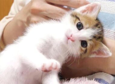子猫は「お姉ちゃん、行かないで」と呼び止めました【赤ちゃん猫　保護猫】