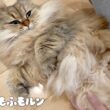 猫の寝かしつけをしてみましょう 【サイベリアン】