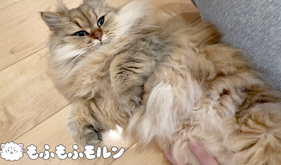 猫の寝かしつけをしてみましょう 【サイベリアン】