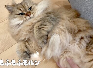 猫の寝かしつけをしてみましょう 【サイベリアン】