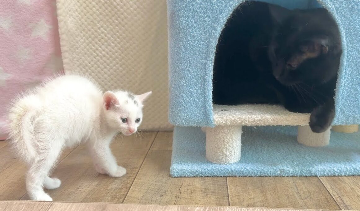 生後33日 未知との遭遇をしちゃった子猫【白玉ちゃん＆坊ちゃん日記】33-Day-Old Kitten’s Close Encounter of the Third Kind.