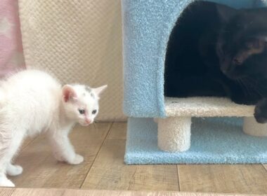 生後33日 未知との遭遇をしちゃった子猫【白玉ちゃん＆坊ちゃん日記】33-Day-Old Kitten’s Close Encounter of the Third Kind.