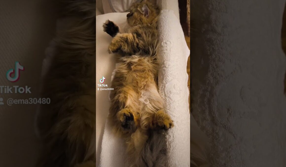 【猫のいる暮らし】#cat #ペルシャ #スコッティッシュフォールド #猫