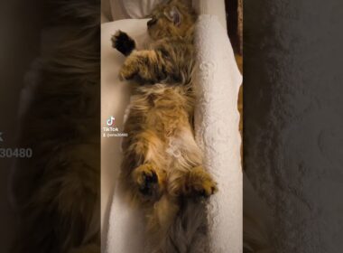 【猫のいる暮らし】#cat #ペルシャ #スコッティッシュフォールド #猫