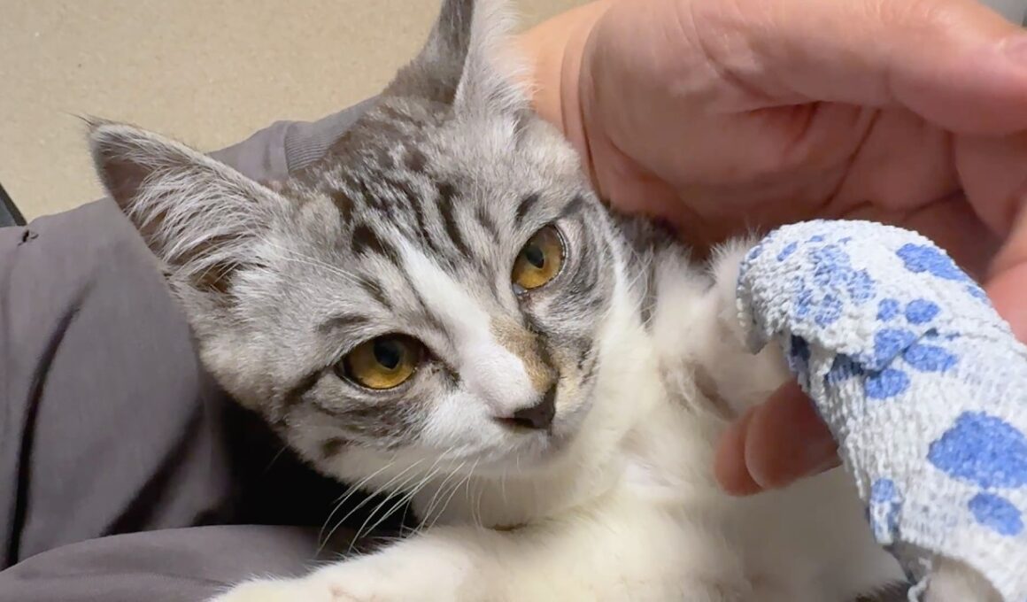 【ご報告】骨折した子猫ゴローの脚についてお知らせがあります