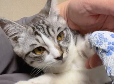 【ご報告】骨折した子猫ゴローの脚についてお知らせがあります