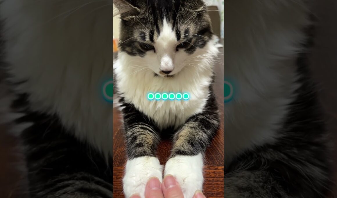 スフィンクス座りしてるうに吉にちょっかいを出すママ#猫 #ショート #スフィンクス