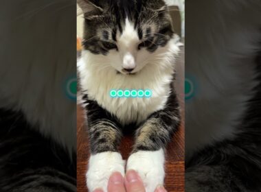 スフィンクス座りしてるうに吉にちょっかいを出すママ#猫 #ショート #スフィンクス