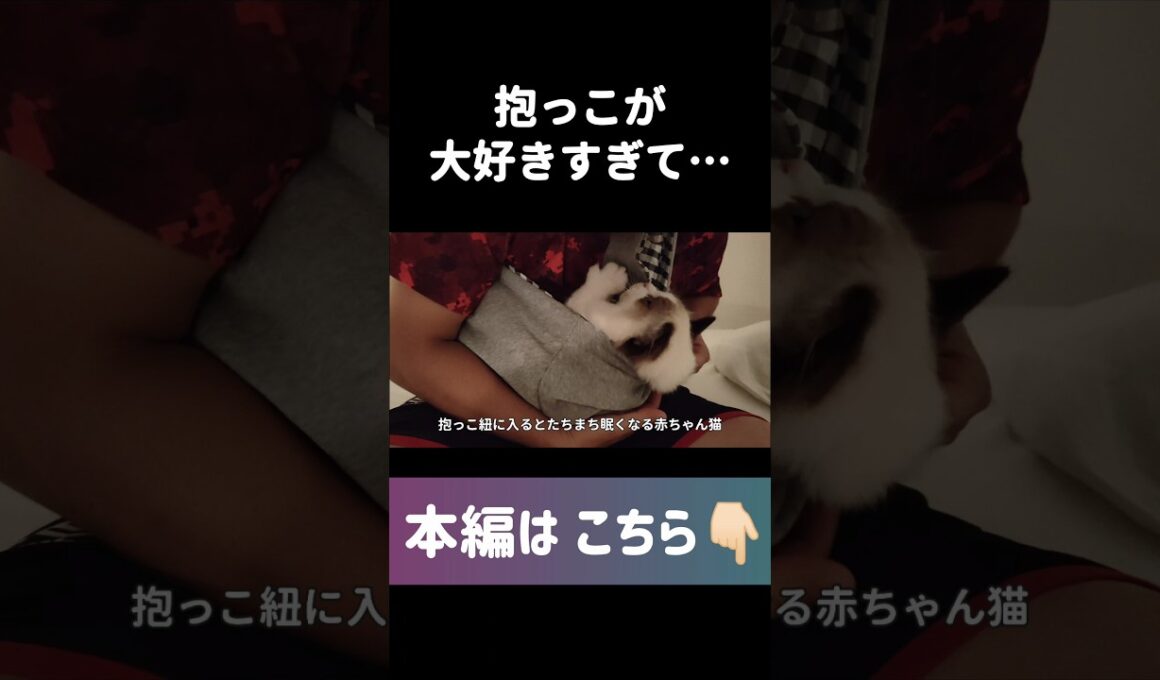 #shorts #猫 #子猫 #ラグドール #甘えん坊猫 #抱っこ