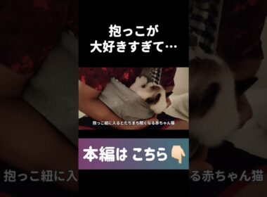 #shorts #猫 #子猫 #ラグドール #甘えん坊猫 #抱っこ