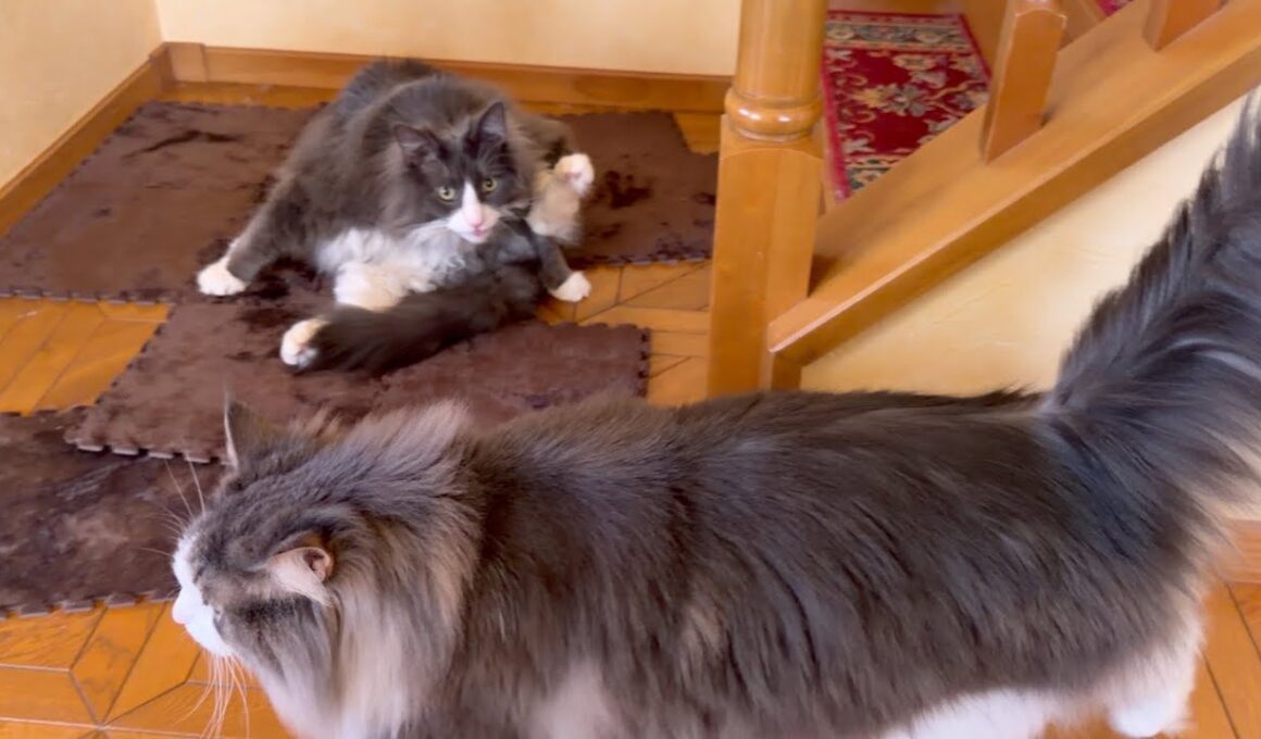 【発見‼︎】ついに犯ニャンを見つけたぞ！！！ノルウェージャンフォレストキャットとターキッシュアンゴラ