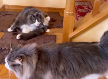 【発見‼︎】ついに犯ニャンを見つけたぞ！！！ノルウェージャンフォレストキャットとターキッシュアンゴラ