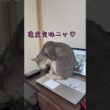 アビシニアンとは その68 やっぱりパソコンが大好きな猫 #shorts #猫 #アビシニアン