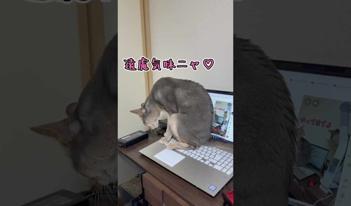 アビシニアンとは その68 やっぱりパソコンが大好きな猫 #shorts #猫 #アビシニアン