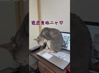アビシニアンとは その68 やっぱりパソコンが大好きな猫 #shorts #猫 #アビシニアン