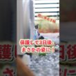 子猫を保護。3日後まさかの姿に家族も驚愕