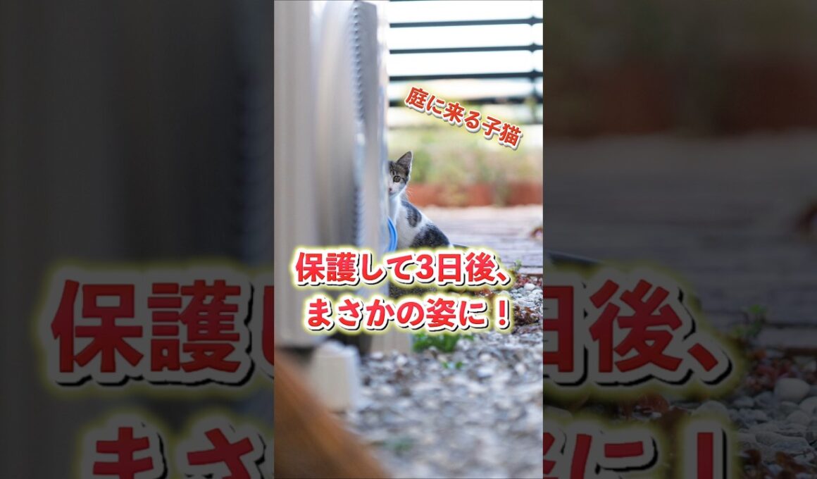 子猫を保護。3日後まさかの姿に家族も驚愕
