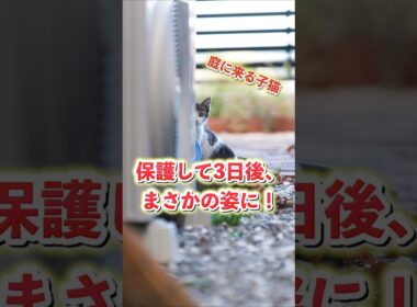 子猫を保護。3日後まさかの姿に家族も驚愕