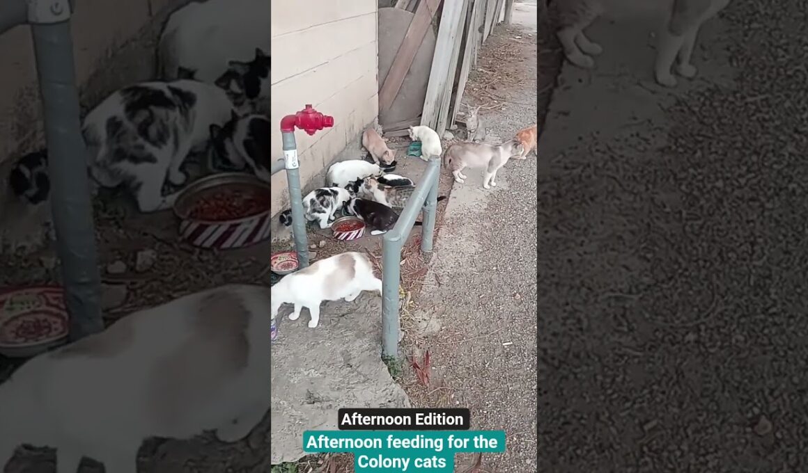 Afternoon feeding time for the Colony cats #outdoors #eating #dinner #catfood