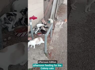 Afternoon feeding time for the Colony cats #outdoors #eating #dinner #catfood