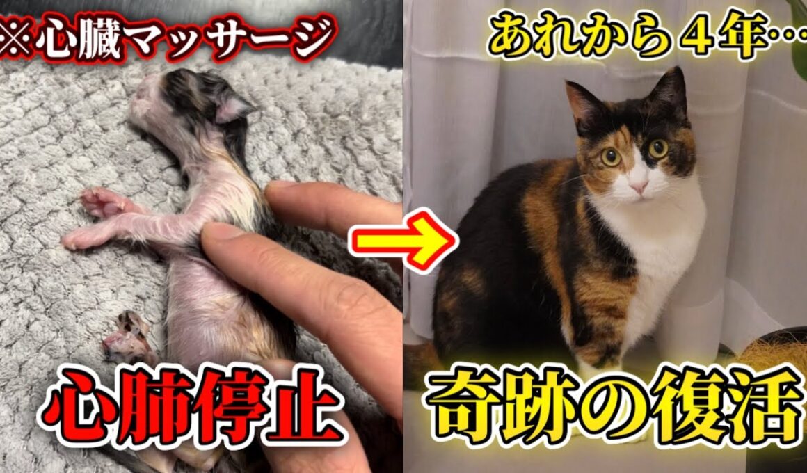 心肺停止だった子猫を人工呼吸で助けた日から4年が経ちました
