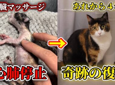 心肺停止だった子猫を人工呼吸で助けた日から4年が経ちました