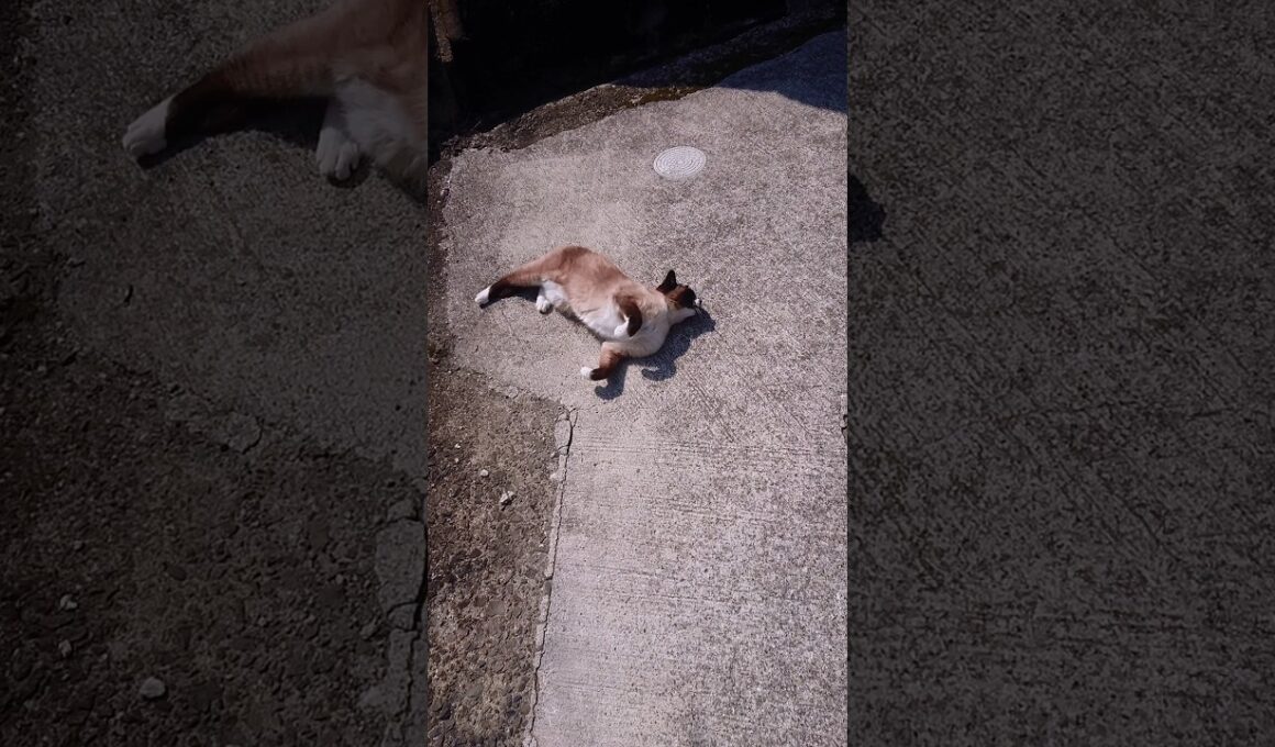 シャム猫さんの日向ぼっこ🌞