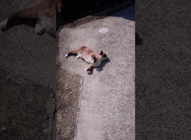 シャム猫さんの日向ぼっこ🌞