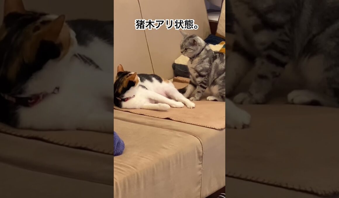 猪木アリ状態。 #アメリカンショートヘア #アメショ #三毛猫 #保護猫 #cat