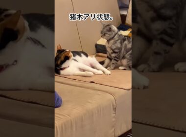猪木アリ状態。 #アメリカンショートヘア #アメショ #三毛猫 #保護猫 #cat
