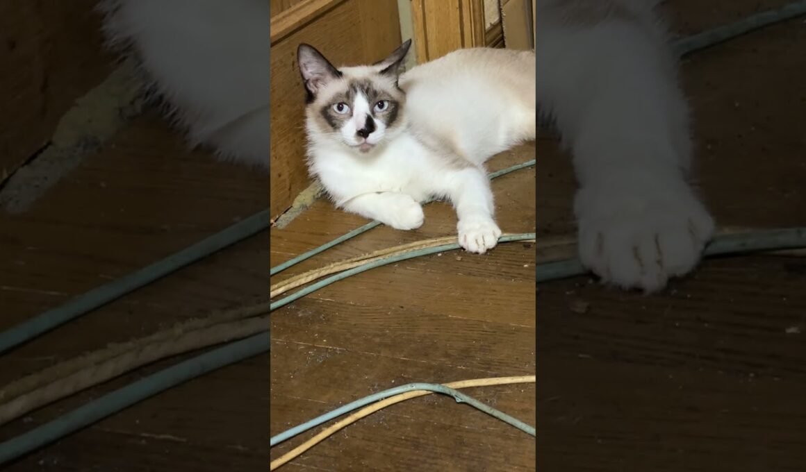 シャム猫のパンダ、床で、くつろぎ、ウィンク。触らせはしないけど、心は開いてくれてるみたい