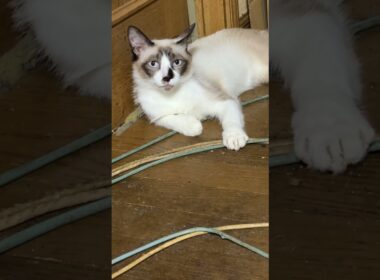 シャム猫のパンダ、床で、くつろぎ、ウィンク。触らせはしないけど、心は開いてくれてるみたい