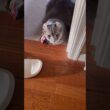 気配が #cute #catshorts #ねこ動画 #アメリカンカール