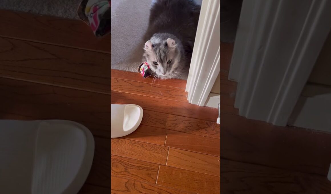 気配が #cute #catshorts #ねこ動画 #アメリカンカール