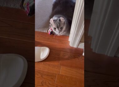 気配が #cute #catshorts #ねこ動画 #アメリカンカール