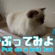 バーマン猫ラフ【かぶってみよう】Put on a knit hat（バーマン猫）Birman/Cat