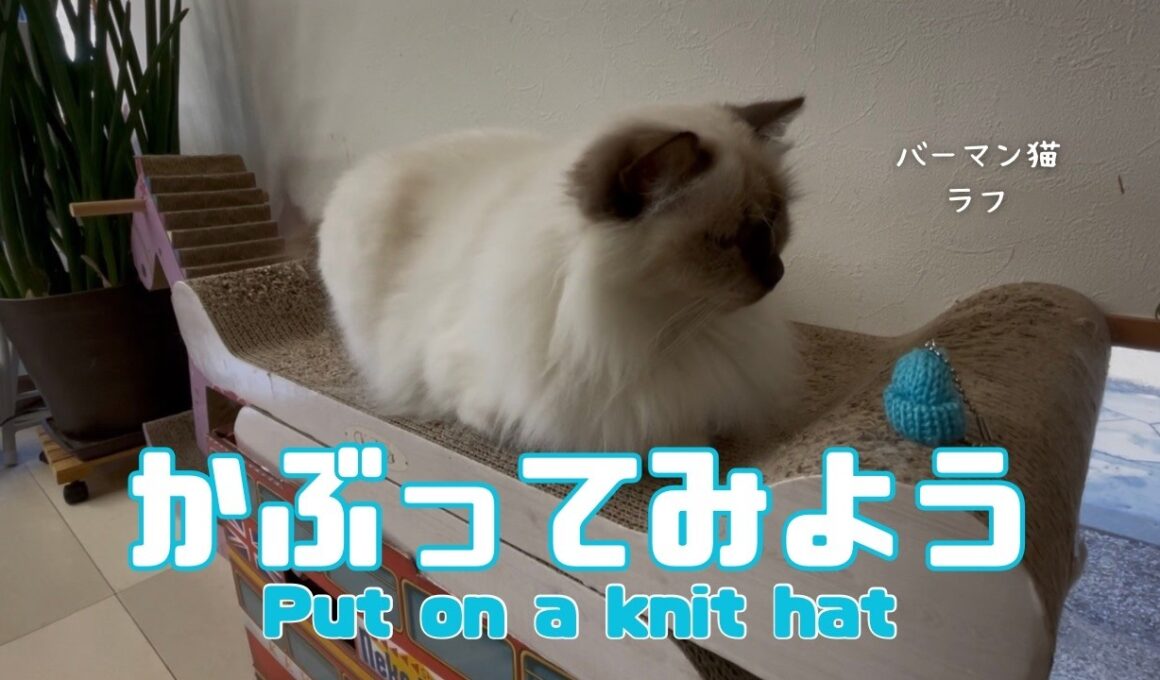 バーマン猫ラフ【かぶってみよう】Put on a knit hat（バーマン猫）Birman/Cat