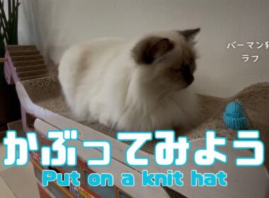 バーマン猫ラフ【かぶってみよう】Put on a knit hat（バーマン猫）Birman/Cat