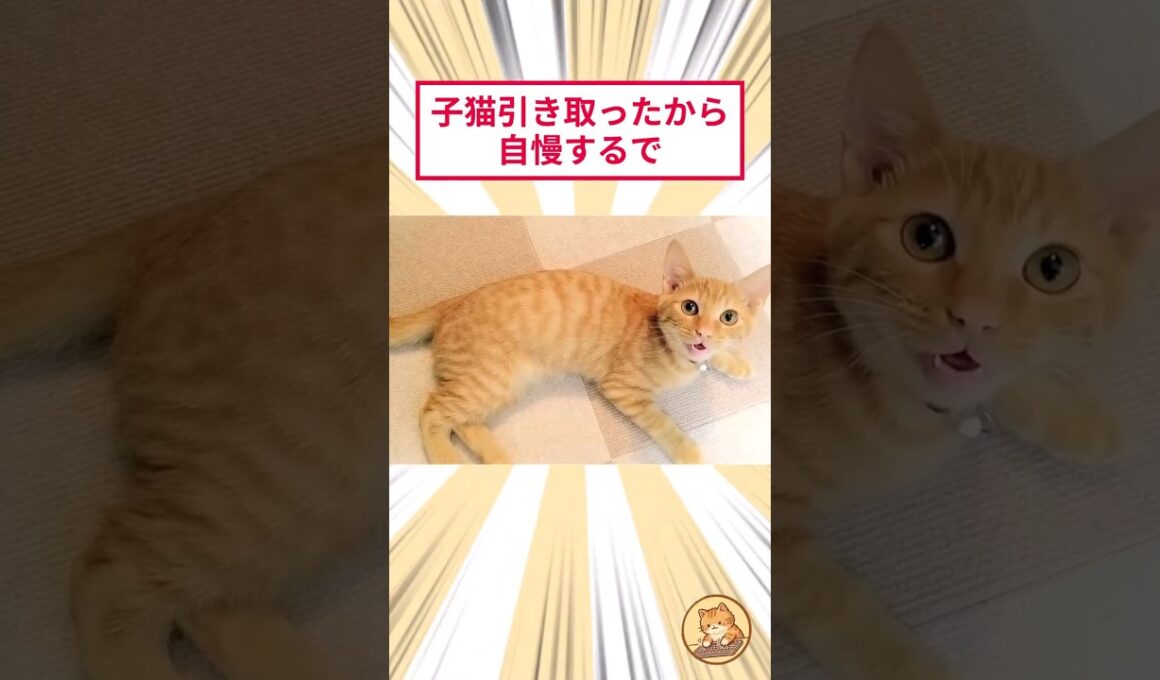 子猫引き取ったから自慢するで #2ch動物スレ #猫動画 #猫のいる暮らし