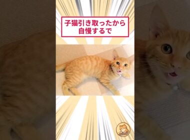 子猫引き取ったから自慢するで #2ch動物スレ #猫動画 #猫のいる暮らし