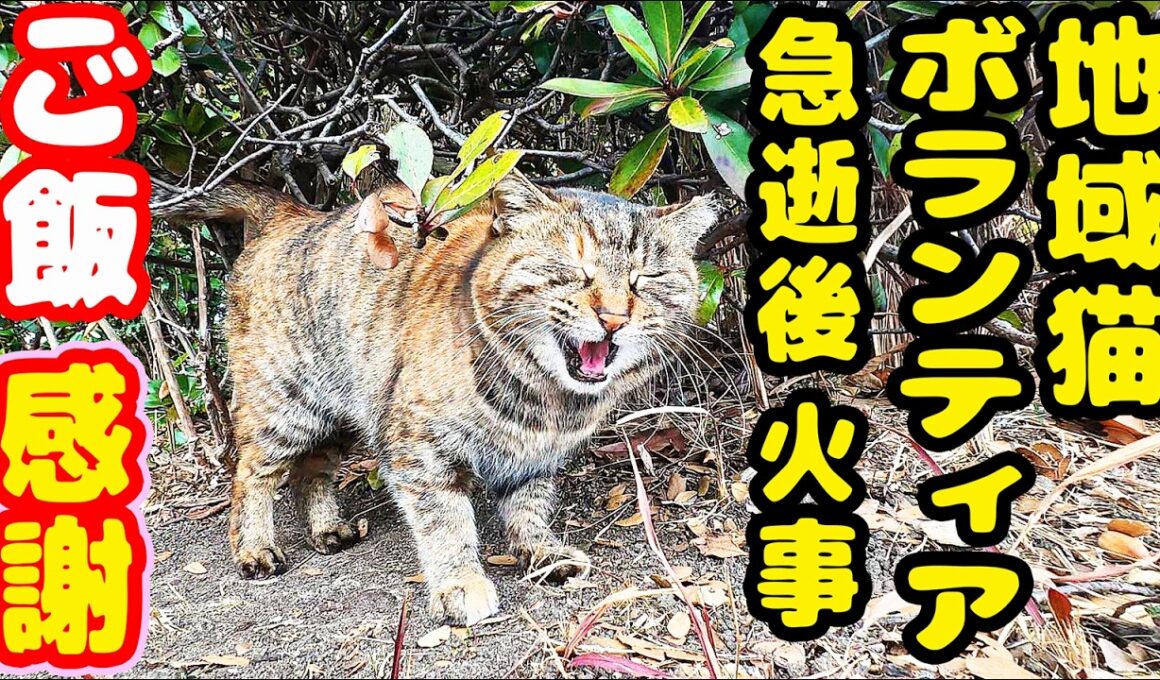地域猫ボランティアさん急逝後 火事 猫たちにご飯をいっぱい持っていくと・・・ さくらねこへのエサやり【視聴だけでも猫を助けることになります】支援者様 視聴者様 猫たちに神のご加護を！野良猫の感動猫動画