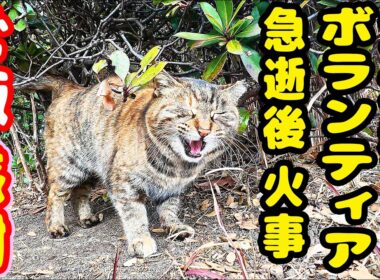 地域猫ボランティアさん急逝後 火事 猫たちにご飯をいっぱい持っていくと・・・ さくらねこへのエサやり【視聴だけでも猫を助けることになります】支援者様 視聴者様 猫たちに神のご加護を！野良猫の感動猫動画