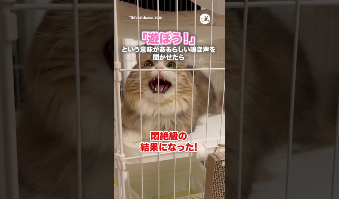 遊びに誘う鳴き声の音声を聴かせてみたら｜PECO