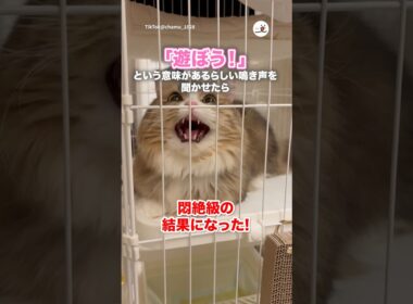 遊びに誘う鳴き声の音声を聴かせてみたら｜PECO