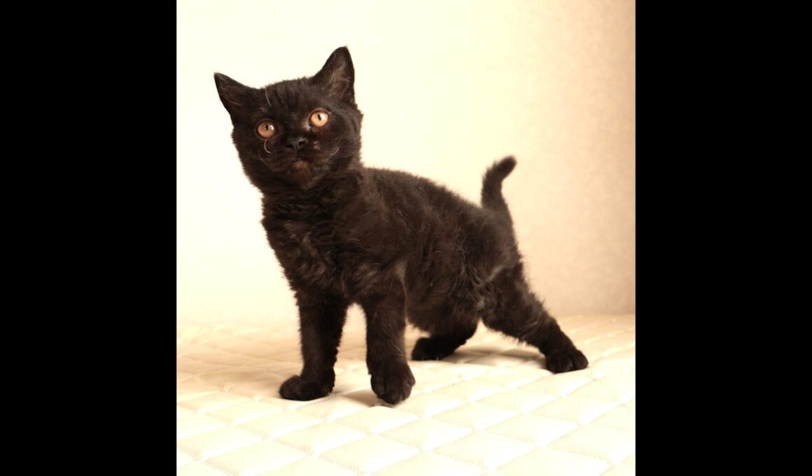 セルカークレックス子猫　Selkirk Rex　2025.12.4産まれ　　ブラック　黒猫　巻き毛　男の子　シーダキャット猫のお店