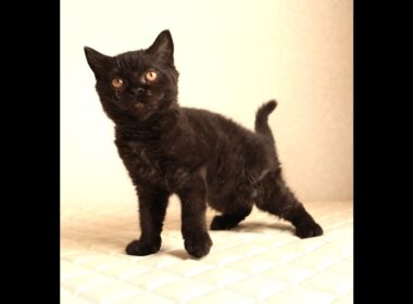 セルカークレックス子猫　Selkirk Rex　2025.12.4産まれ　　ブラック　黒猫　巻き毛　男の子　シーダキャット猫のお店