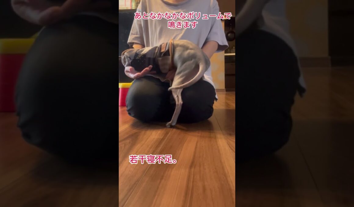 発情期を迎えたスフィンクス#shorts #スフィンクス #スフィンクス猫 #sphynx